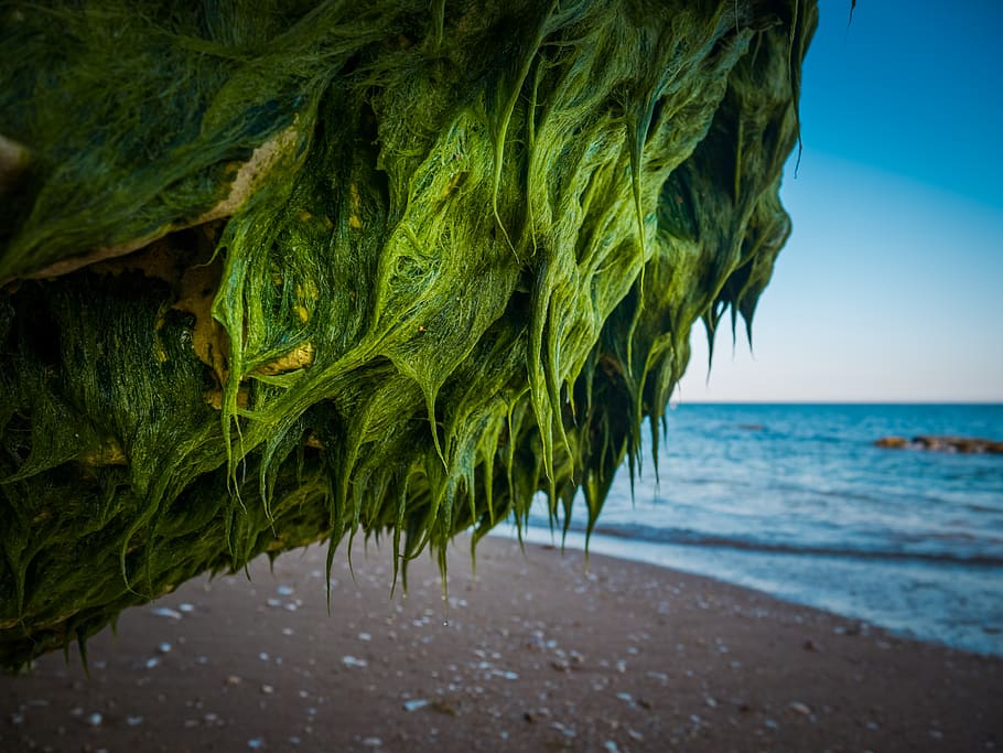 rock, seaweed, sea, beach, water, nature, landscape, coast, ocean, stones