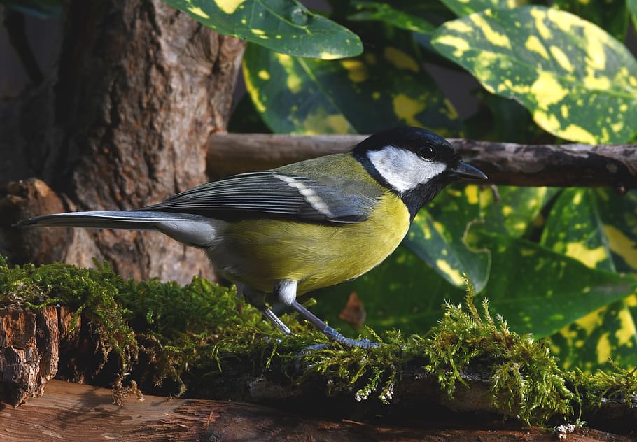 titmouse, bird, forest, plumage, colors, small, yellow, green, animal wildlife, animals in the wild