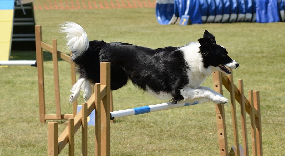 cão, agilidade, aptidão, salto, verão, diversão, treinamento, exercício, ativo, ao ar livre