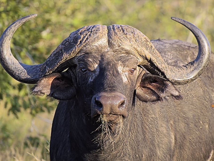 buffalo, head, horns, massive, beast, dangerous, africa, herbivore, wildlife, animal themes