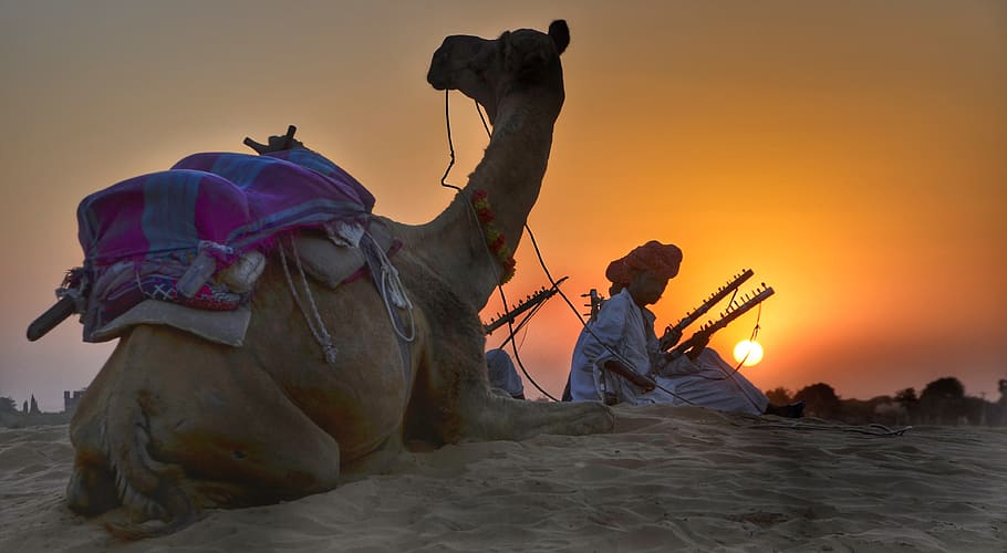rajasthan, camel, safari, trekking, evening, dusk, sunset, entertainers, music, indian