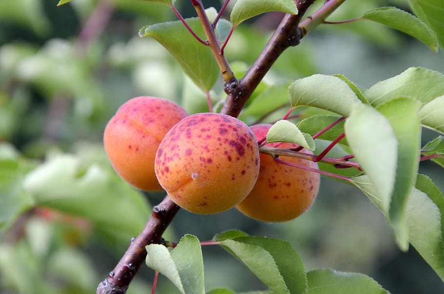 aprikot, buah pohon, taman, jeruk, buah, sehat, enak, pohon muda, bibit, di bawah sinar matahari