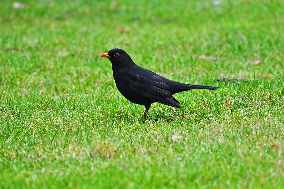 blackbird, common blackbird, eurasian blackbird, animal, bird, songbird, song, animal themes, grass, one animal