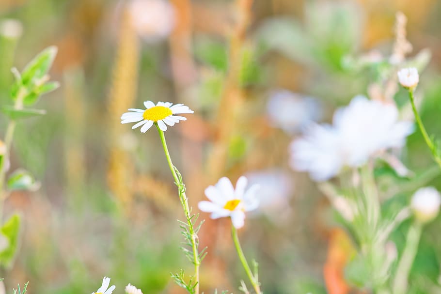 Chamomiles, spring, flower, background, outdoor, closeup, sunlight, meadow, green, white