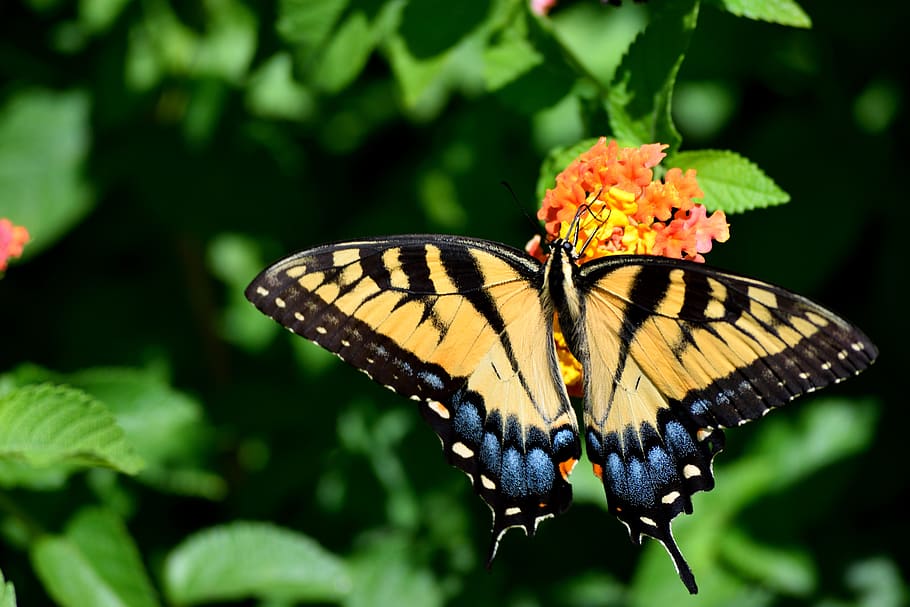 kupu-kupu, alam, serangga, kuning, bunga, burung layang-layang, margasatwa, sayap, halus, musim panas