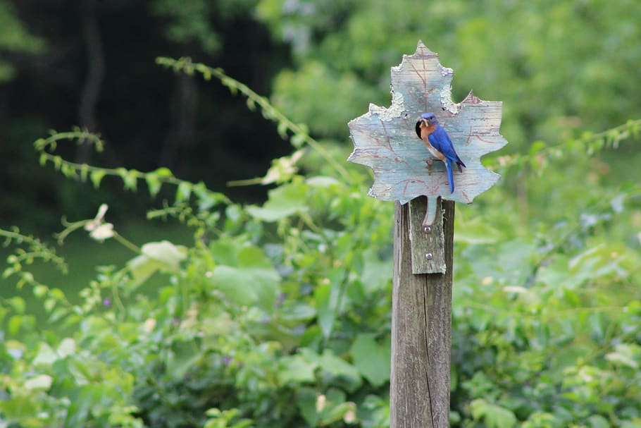 bluebird, summer, nature, bird, perched, focus on foreground, plant, day, wood - material, green color