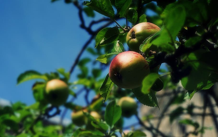 manzanas, fruta, árboles, árbol frutal, manzano, jardín, naturaleza, cielo, azul, hojas