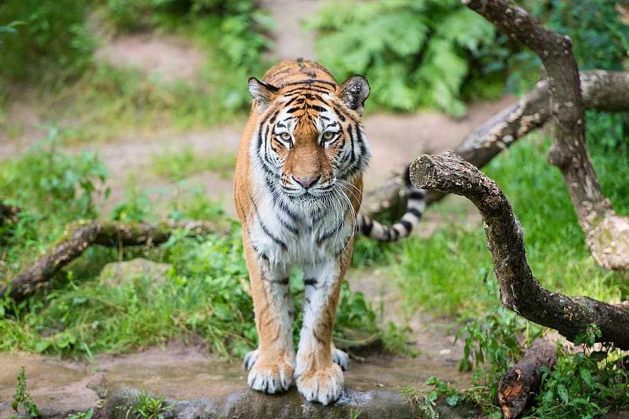 tiger, nuremberg, tiergarten, zoo, close up, hunter, carnivores, view, dangerous, animal
