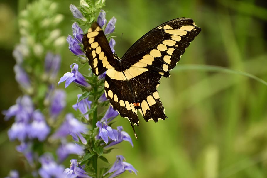 swallowtail, kupu-kupu, alam, serangga, musim panas, tanaman, taman, halus, makan, sayap