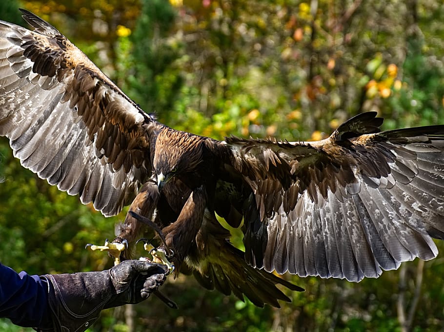 Группы летающих животных. Летающие животные. Боевой Орел картинки. Eagle Raptor. Хеллабрунн фото с орлами.