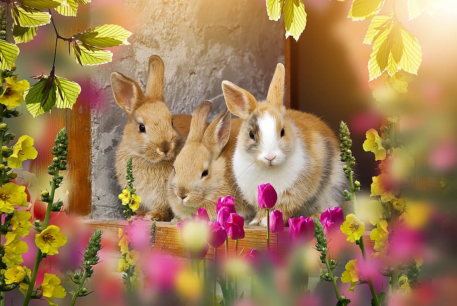 conejo, fuera, pascua, tiempo de pascua, dulce, pequeño lindo, flores, primavera, encantador, mascota