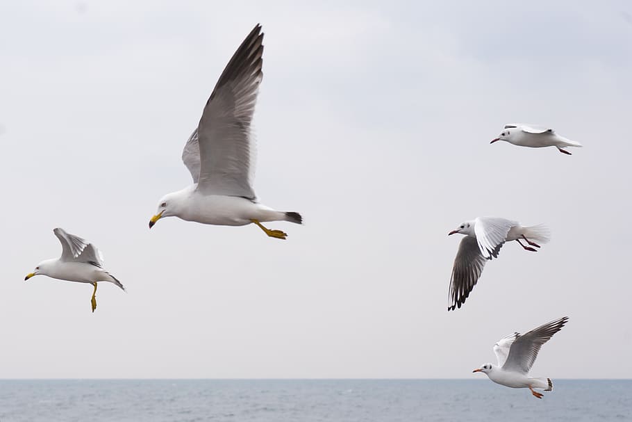 seagull, sea, birds, wing, flight, animal wildlife, animals in the wild, group of animals, bird, animal