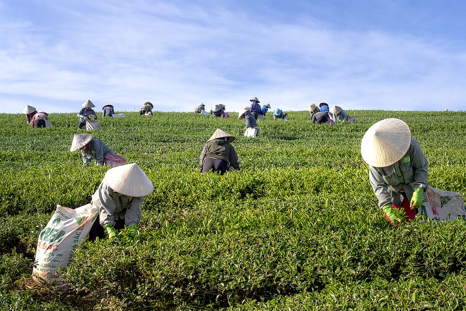 chá, a fazenda, vietnã, as folhas, colheita, trabalhadores, verde, pessoas, mulheres, verão