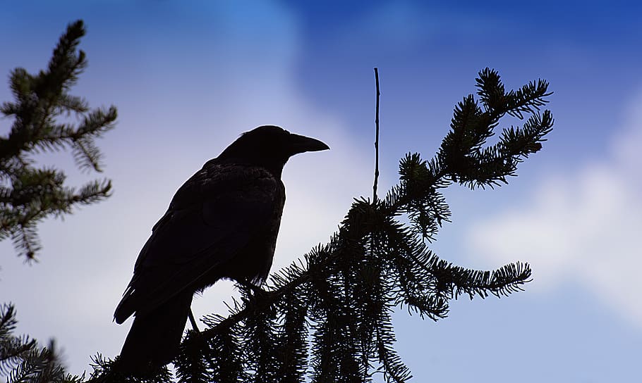 corvo, silhueta, pássaro corvo, preto, natureza, carniça corvo, corvo comum, ave, mundo animal, árvore