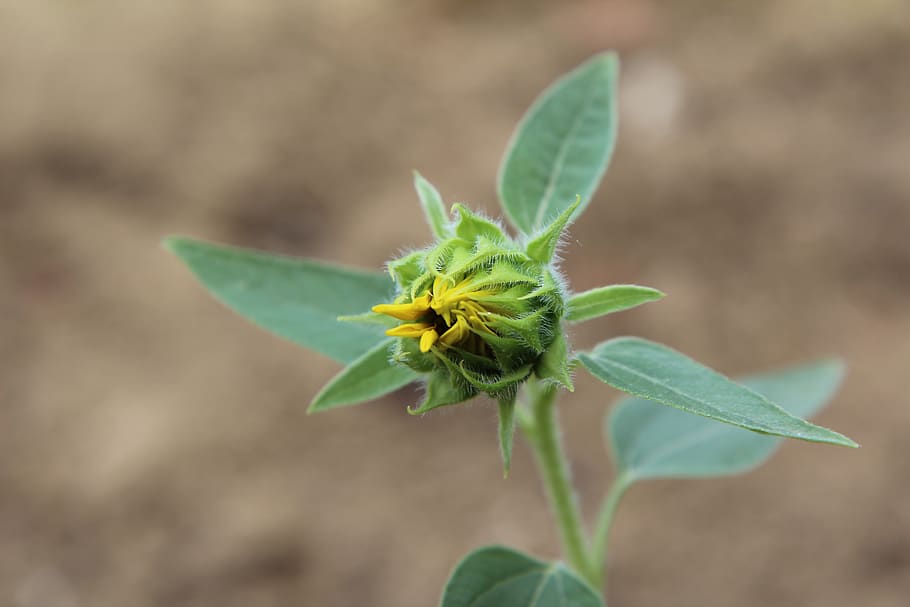 sunflower, sunflower button, flowering, leaf, plant part, growth, green  color, close-up, beauty in nature, plant | Pxfuel