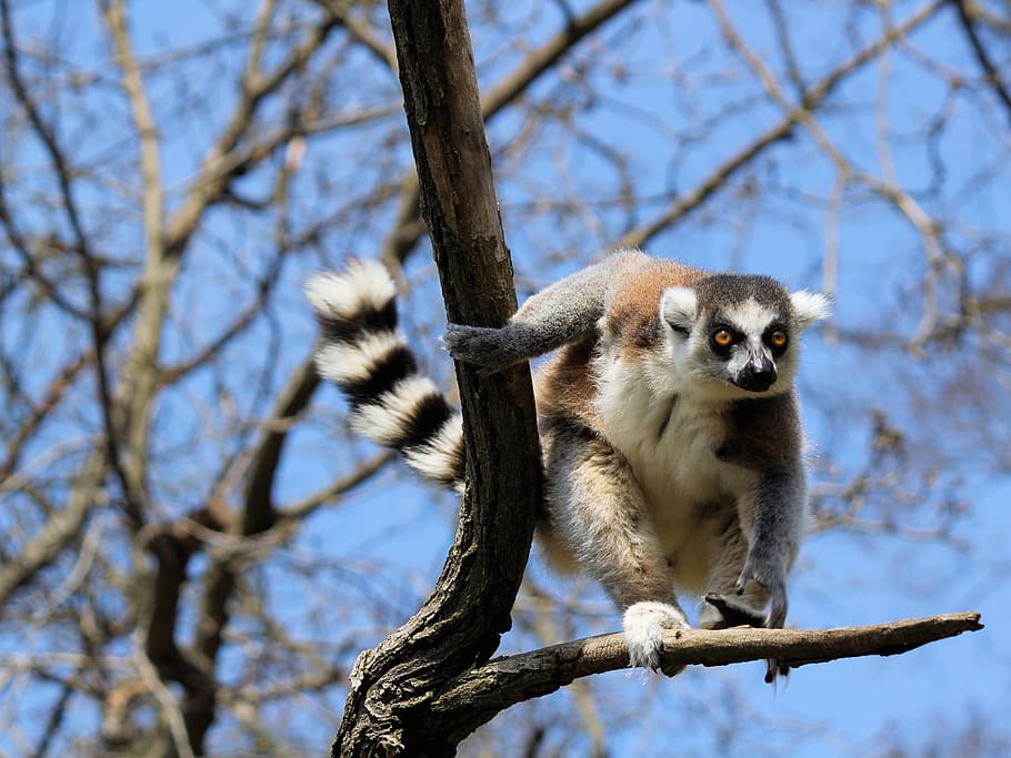 lemur, prosimian, primate, kata, tree, jump, nimble, tail, zoo, madagascar