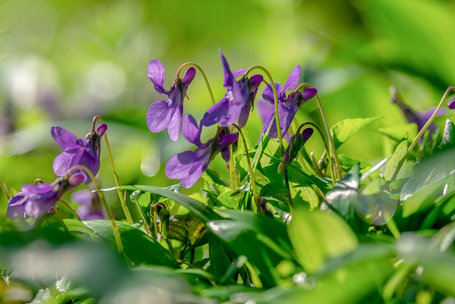 wald violet, violet, flower, blossom, bloom, purple, fragrance, plant, violet plant, violaceae