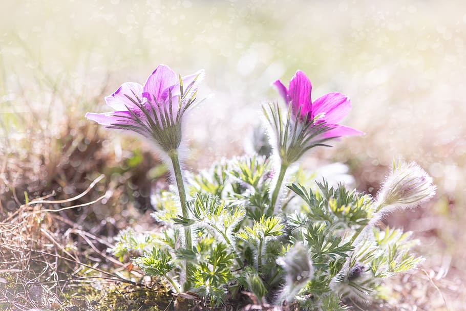 anémonas, flores, púrpura, anémonas moradas, naturaleza, flora, flor morada,  primer plano, planta, flor | Pxfuel