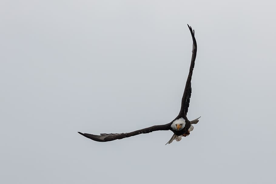 águia, careca, voador, céu, asas, predador, pássaro, majestoso, parque nacional de yellowstone, wyoming