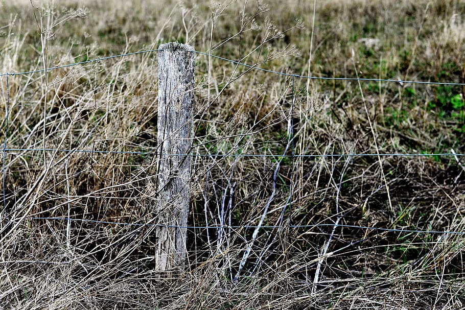 grasses, dry, withered, trist, bleak, fence, wood pile, weathered, grass, autumn