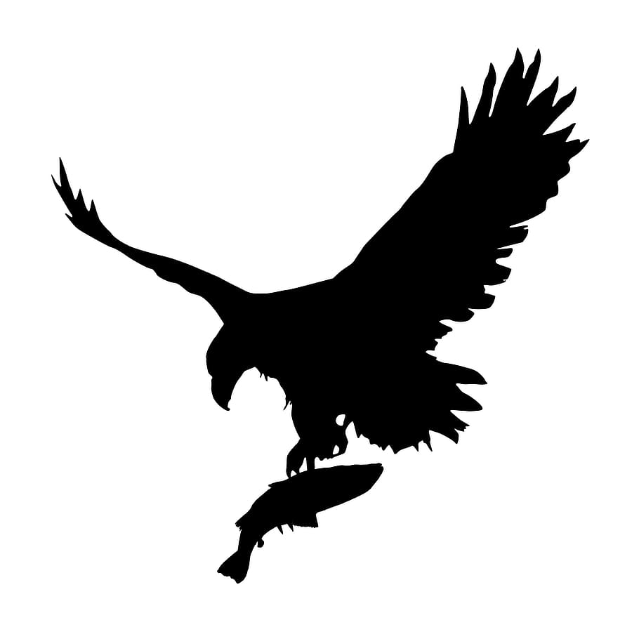 silueta, águila, recién capturado, pescado, volador, pájaro, tenencia, fauna, cielo, pesca