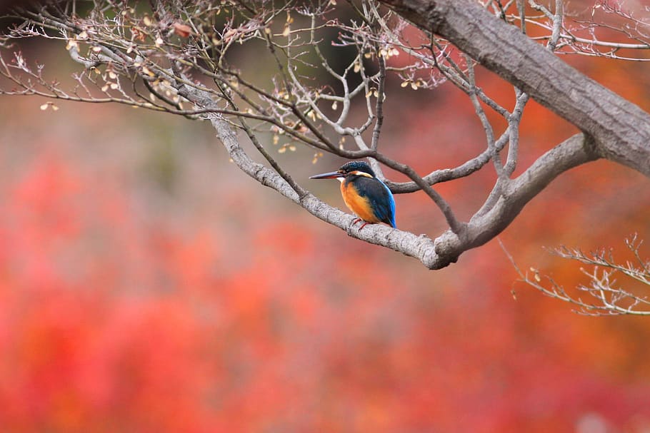 pájaro, follaje, color de otoño, martín pescador, descanso, naturaleza, árbol, animales salvajes, fauna animal, temas de animales