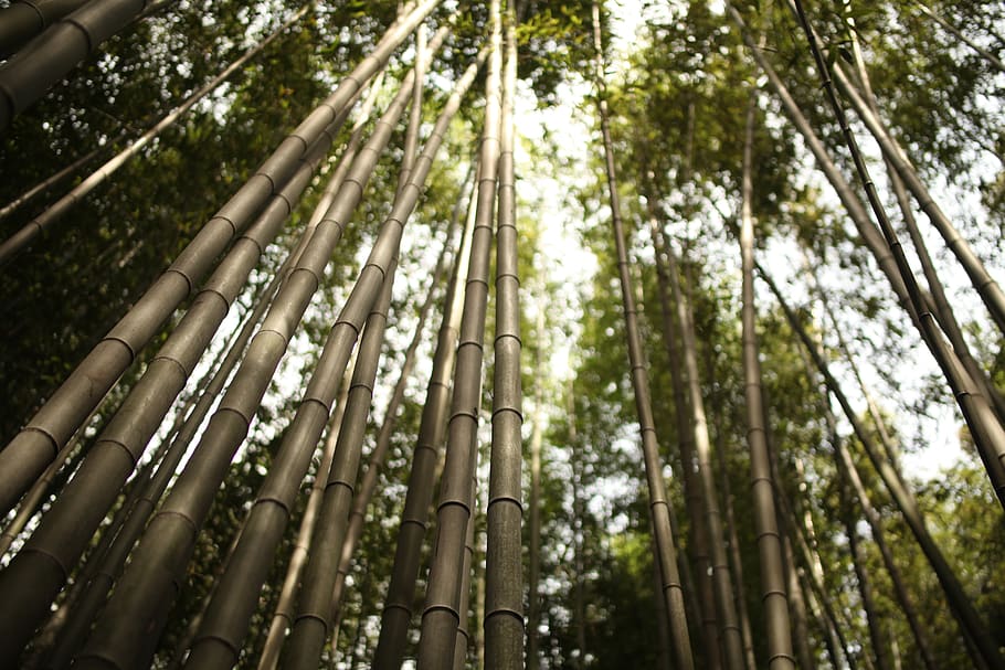 arashiyama, bamboo, japan, green, kyoto, japanese, nature, trees, bamboo forest, forest