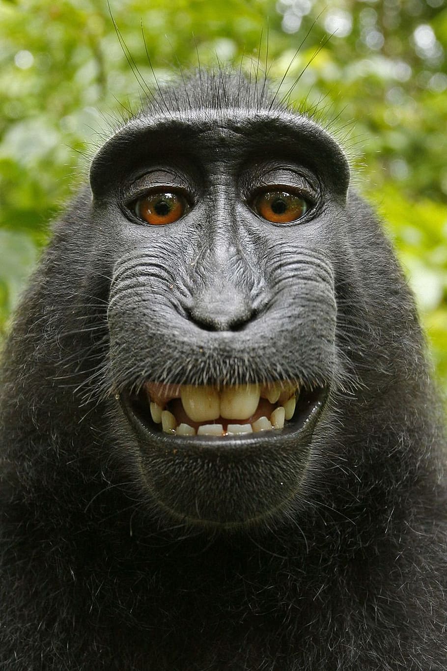 nigra, macaca, animal, nature, gorilla, monkey, black, selfie, animal themes, primate