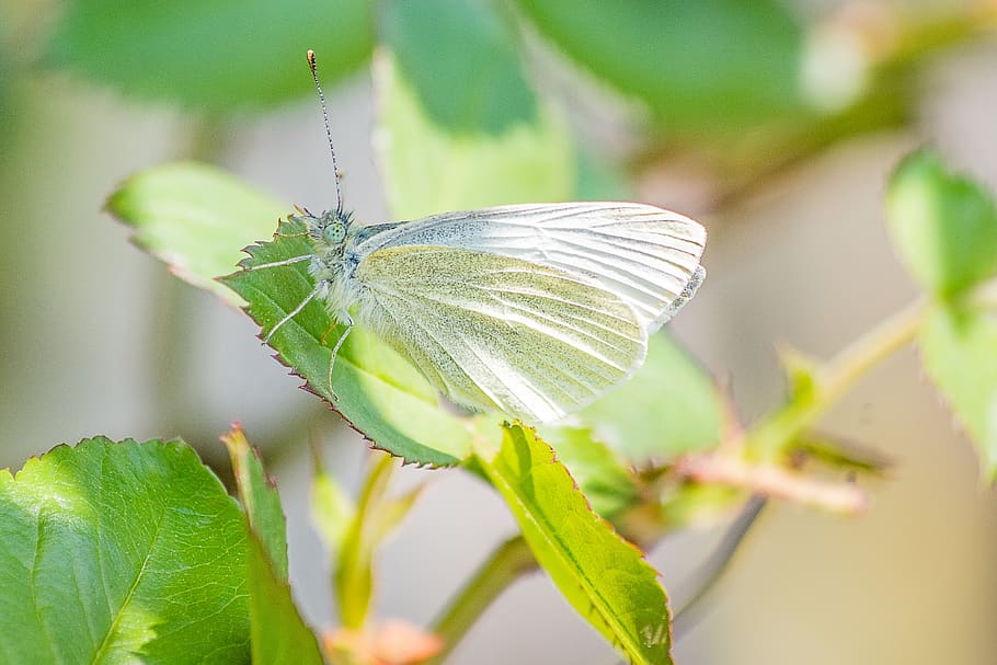 Butterfly Insect White Ling Small Cabbage White Ling Nature