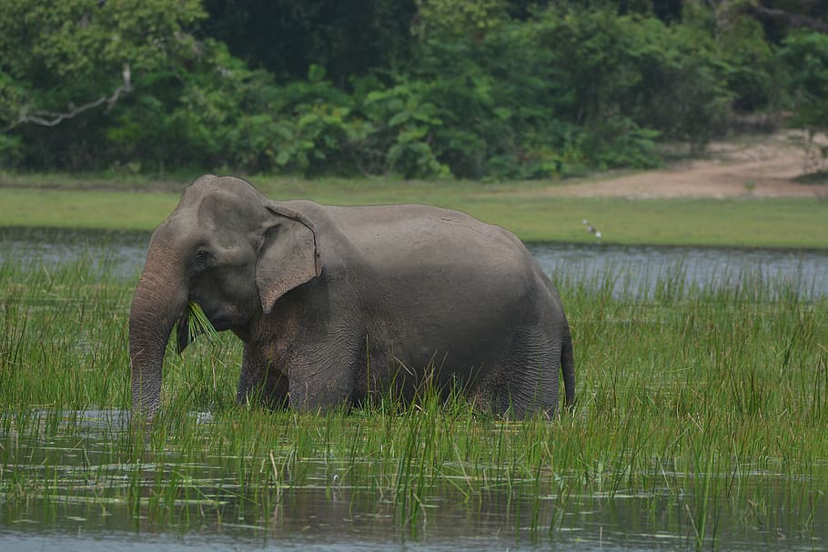 elephant, animal, wildlife, mammal, srilanka, safari, nature, animal themes, plant, animals in the wild