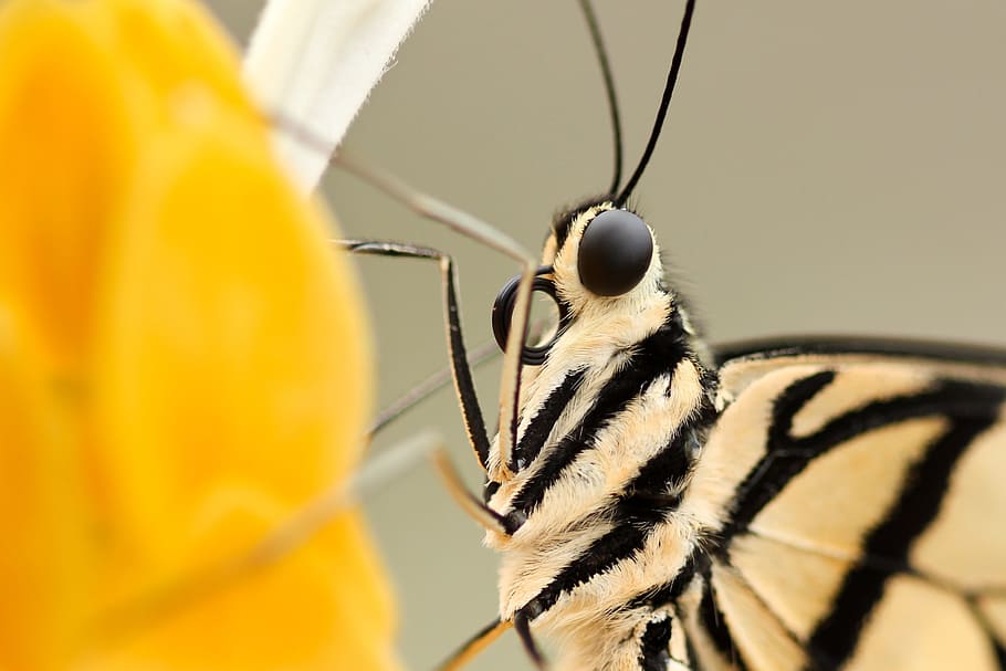insecto, mariposa, primer plano, flor, ojos, alas, piel, antena, negro, cabeza