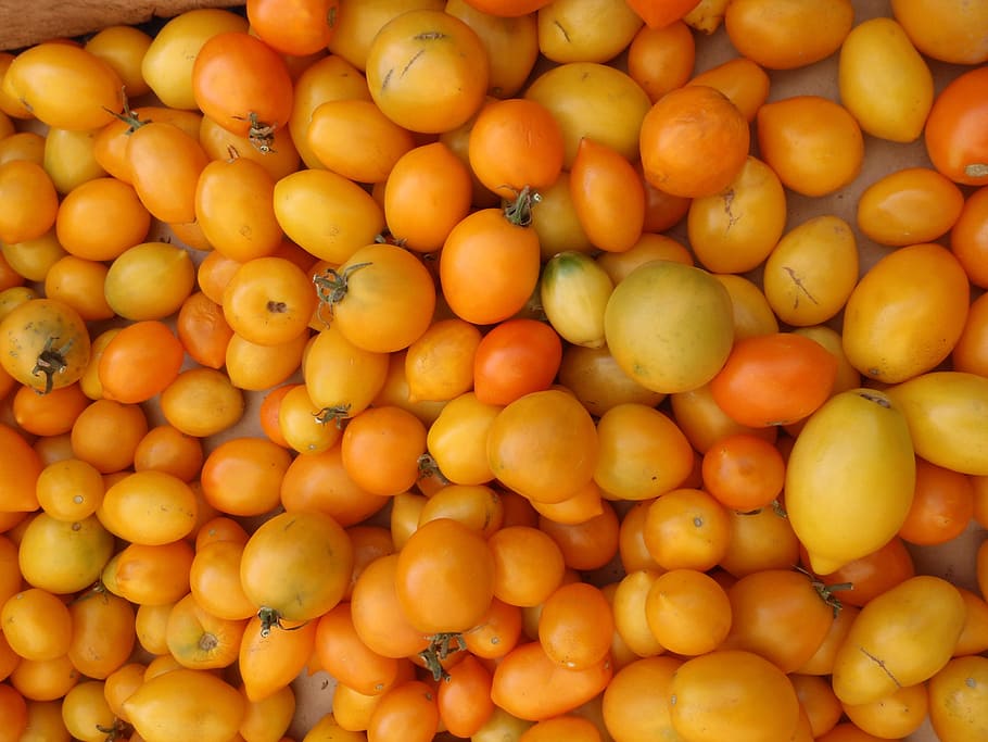 Montón, tomates amarillo-naranja, mercado de agricultores, san francisco california, resumen, agricultura, fondo, campana, brillante, pimiento