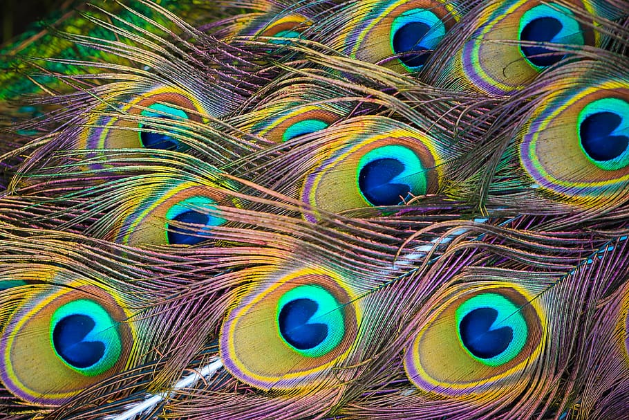 penas de pavão colorido, resumo, animais, fundo, colorido, exótico, olhos, penas, padrão, topo
