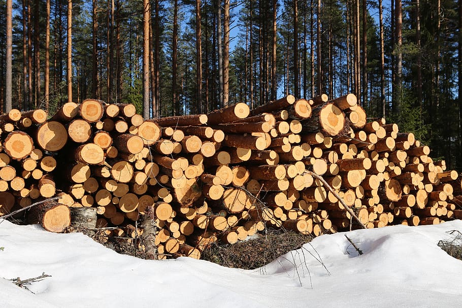 bosque, la industria forestal, pino, madera, registro, tala, naturaleza, invierno, pila, troncos de árboles