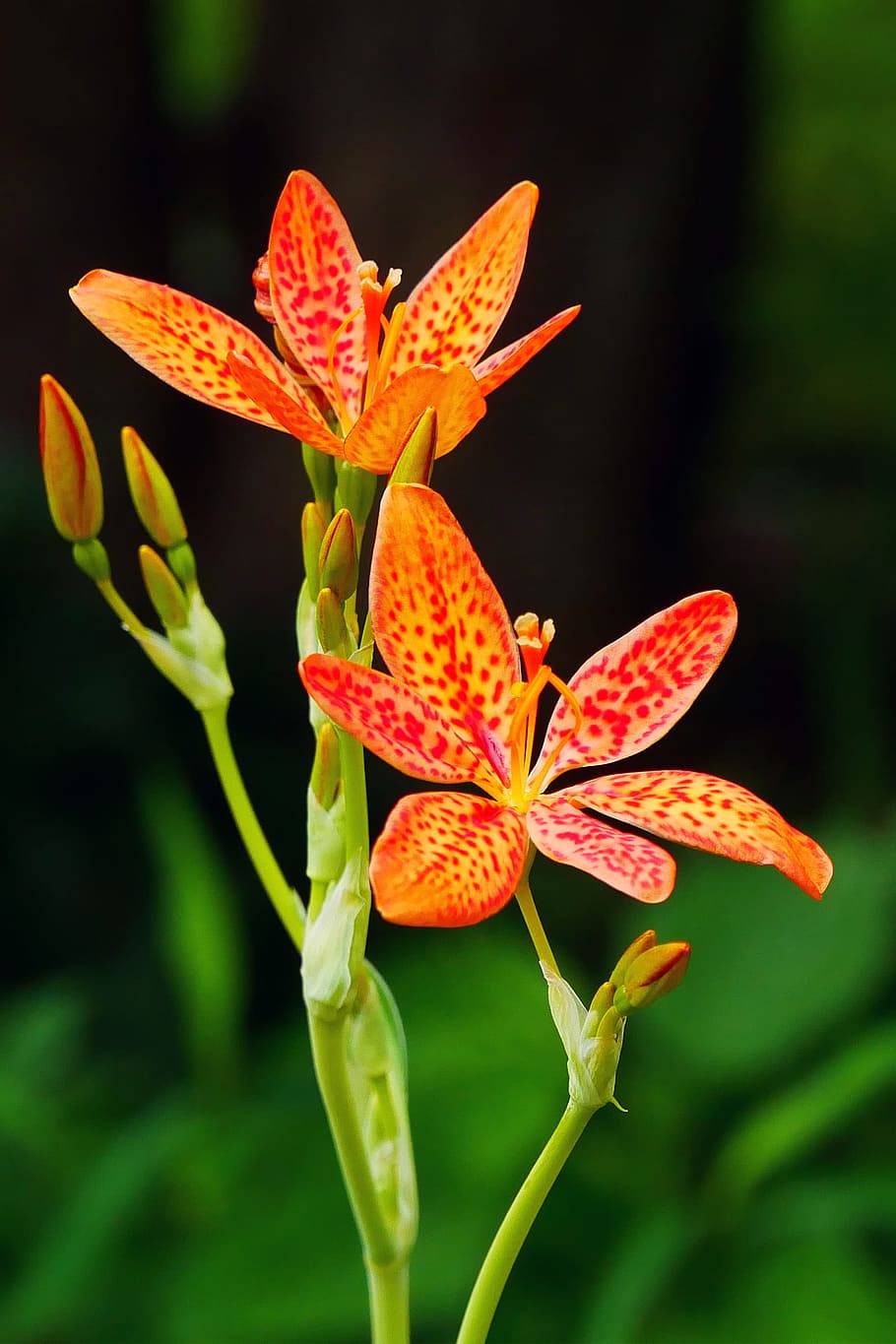 leopard flowers, green, background., buds, ornamental, plant iris domestica, commonly, known, leopard lily, blackberry lily