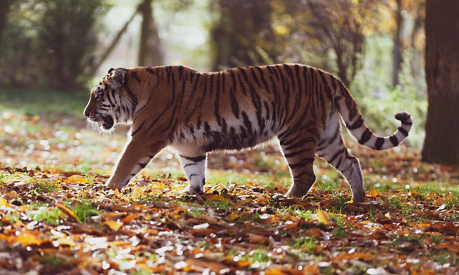 tigre de amur, tigre, predador, caçador, natureza, animais selvagens, perigoso, listras, gato, besta