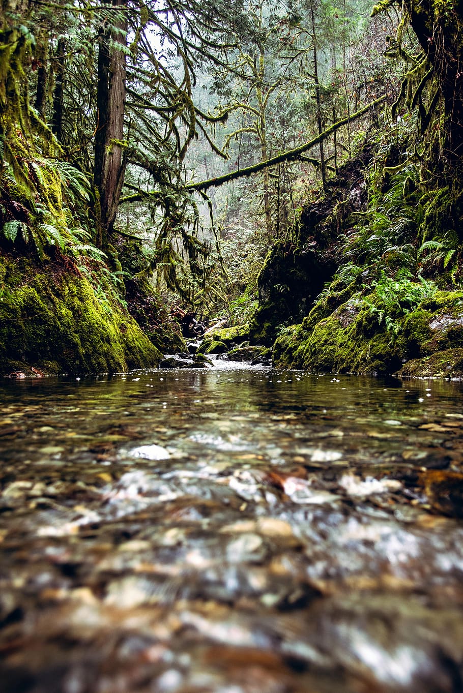 stream, forest, rain forest, nature, scenic, green, scenery, tree, environment, flowing