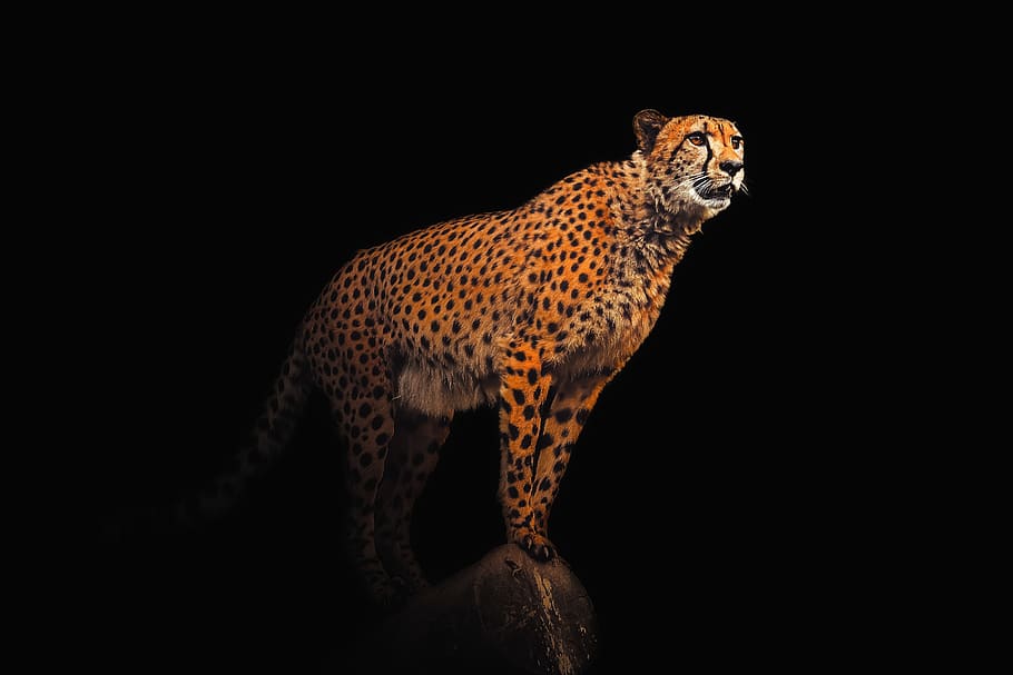 wallpaper, background, cheetah, animal, exotic, wild, nature, leopard, wildlife, africa