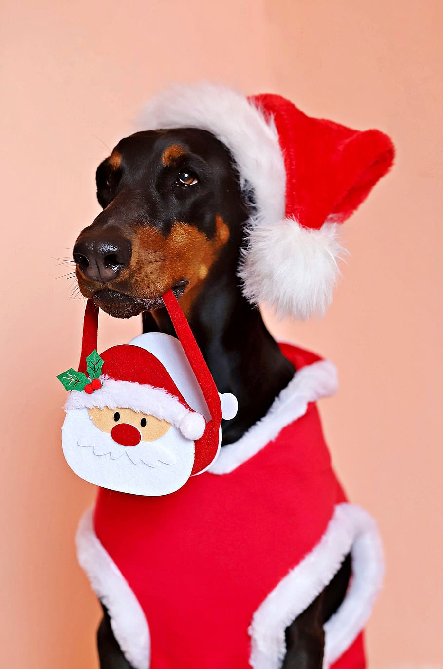 doberman, dog, santa claus, cute, head, cap, dress, animal, one animal, christmas