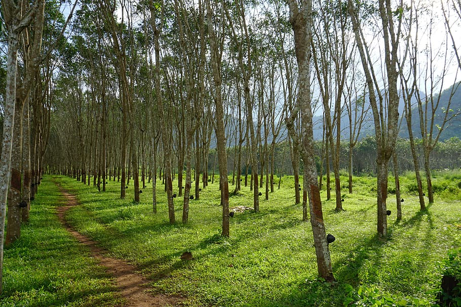 rubber tree, rubber trees, rubber, tree, latex, plantation, kanchanaburi, thailand, plant, land