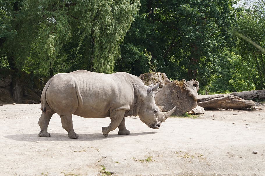 white rhino, rhino, pachyderm, horn, zoo, animal, wild animal, animal themes, mammal, tree
