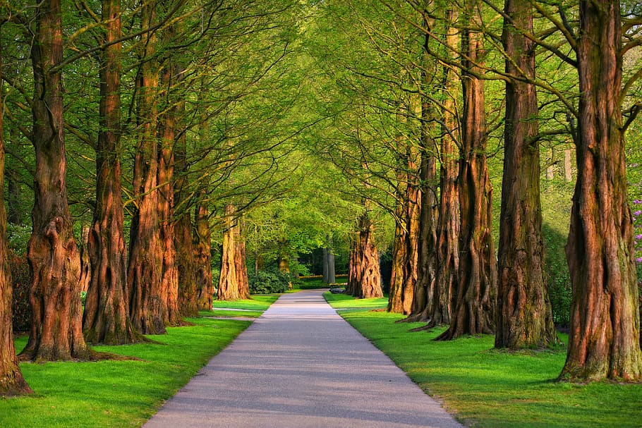 lane, tree, tree lined lane, park, path, grass, tall trees, wood, outdoors, the way forward
