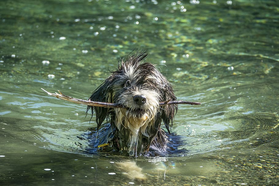 dog, water, pet, canine, cute, fetching, stick, fetch, retrieve, playing