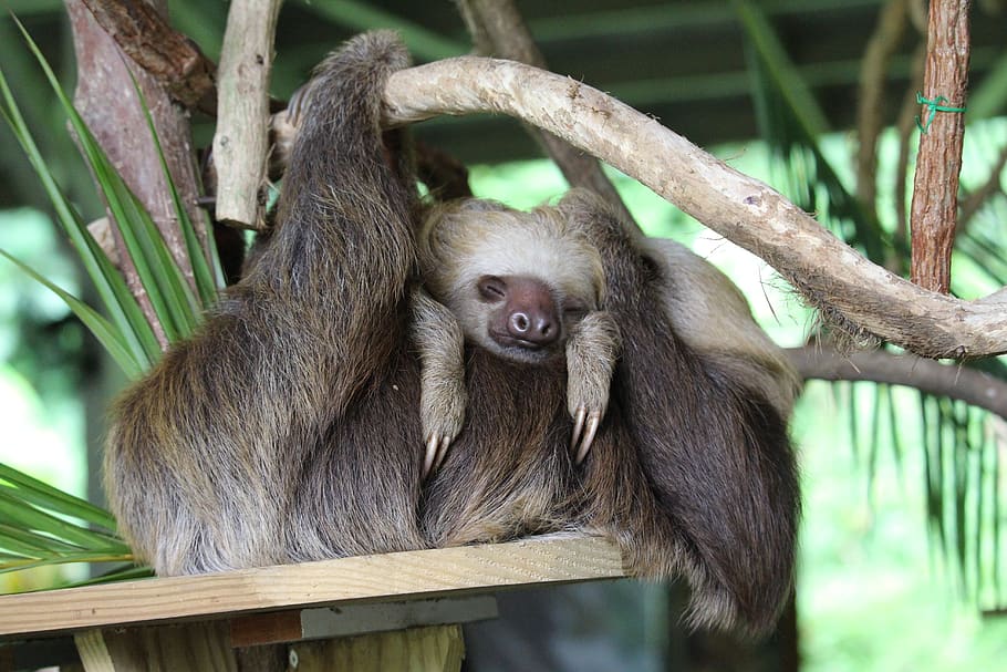 panama, sloth, child, mother, family, young, animal, rearing, together, young animal