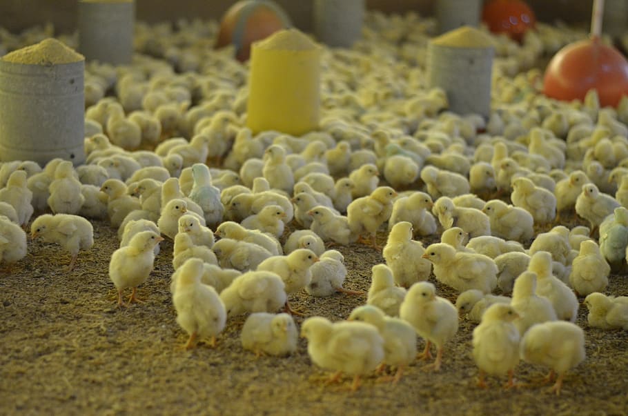 chick, yellow, chicken, selective focus, food, large group of objects, food and drink, abundance, close-up, agriculture