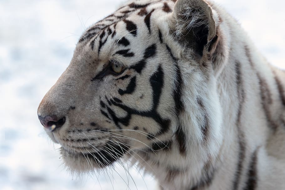 tiger, white, white tiger, wildcat, big cat, striped, head, carnivores, cat, close up