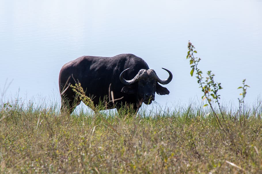 south africa, safari, buffalo, animal, animal themes, mammal, one animal, domestic animals, grass, vertebrate