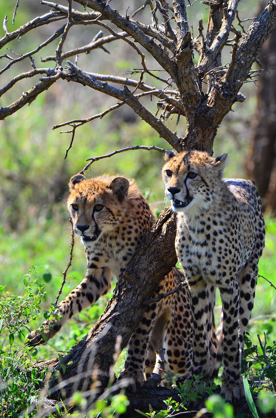 cheetah, kruger national park, africa, nature, animal, animal wildlife, big cat, mammal, feline, animal themes
