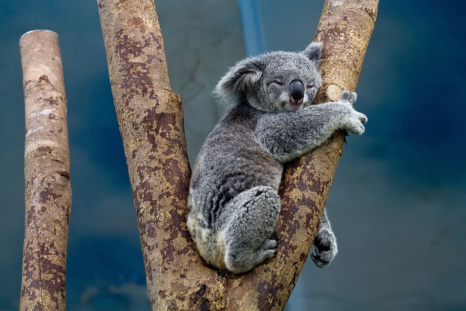 koala, sleeping, animal, wild, nature, jungle, zoo, animal themes, mammal, tree