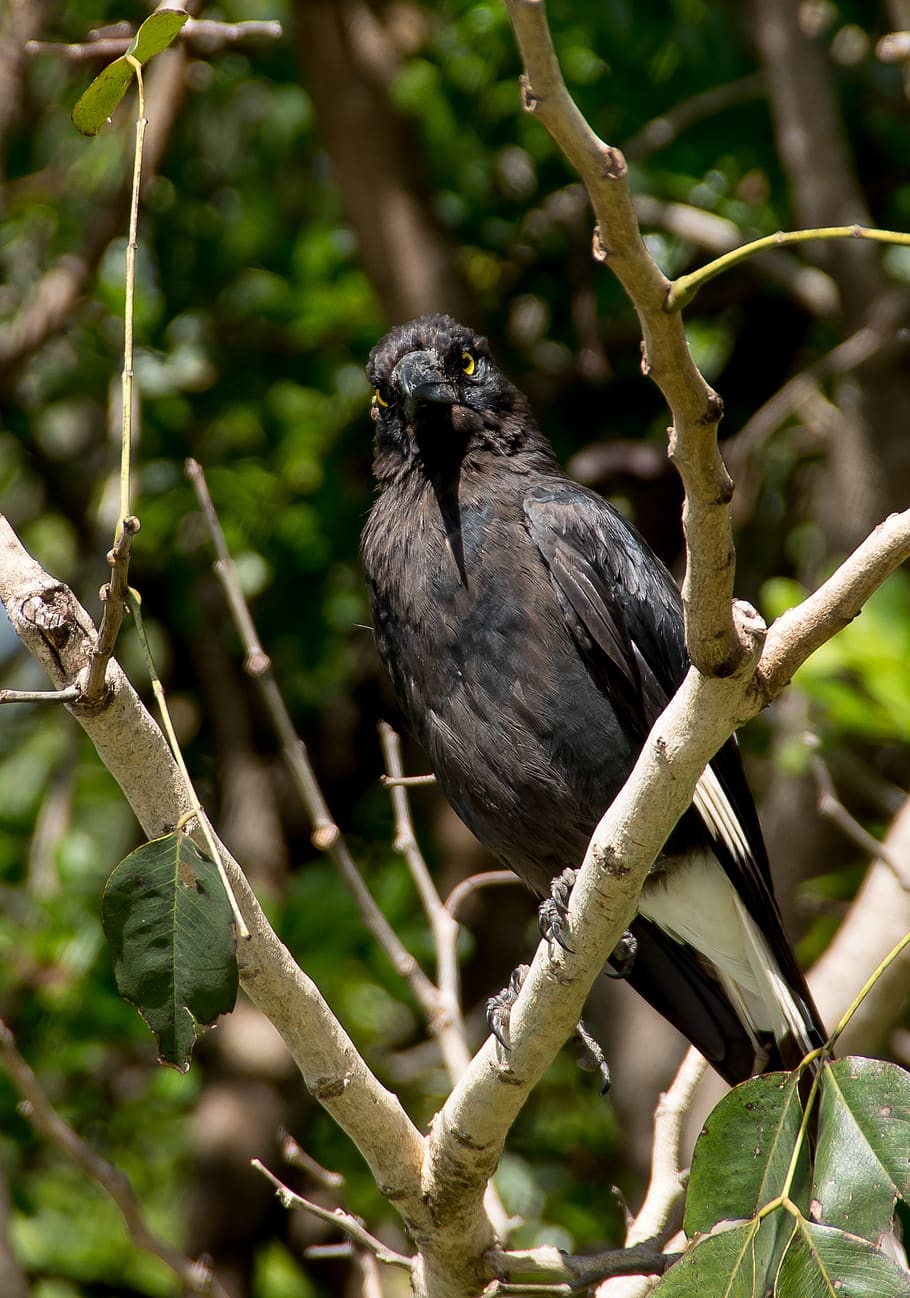 pied currawong, strepera graculina, bird, black, yellow eyes, wild, watching, queensland, australia, animal wildlife